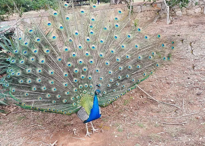 公寓 朱丽叶宫殿一室公寓