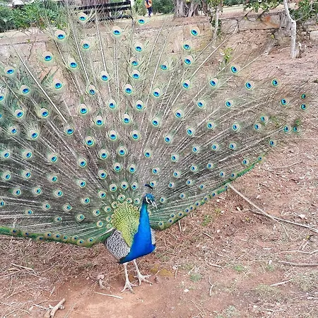 Apartament Juliette's Palace